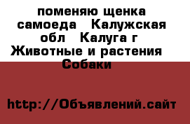 поменяю щенка самоеда - Калужская обл., Калуга г. Животные и растения » Собаки   